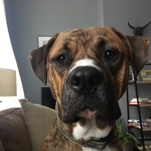 Meet your Posher, Amber